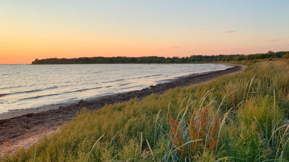 Duingras in avondlicht aan zee